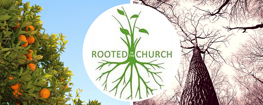 Rooted in the church