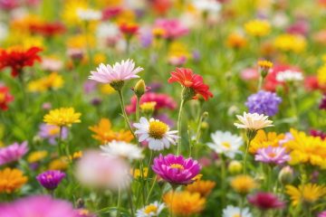 Picture of Colorful field flowers bloom in the page Seeing Possibility, Creating Connection